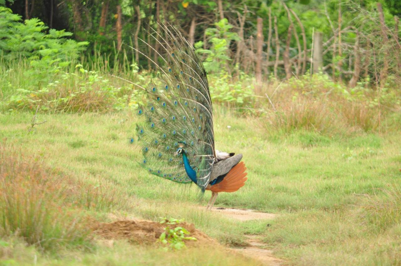 Ranakeliya Lodge - Yala Exteriör bild